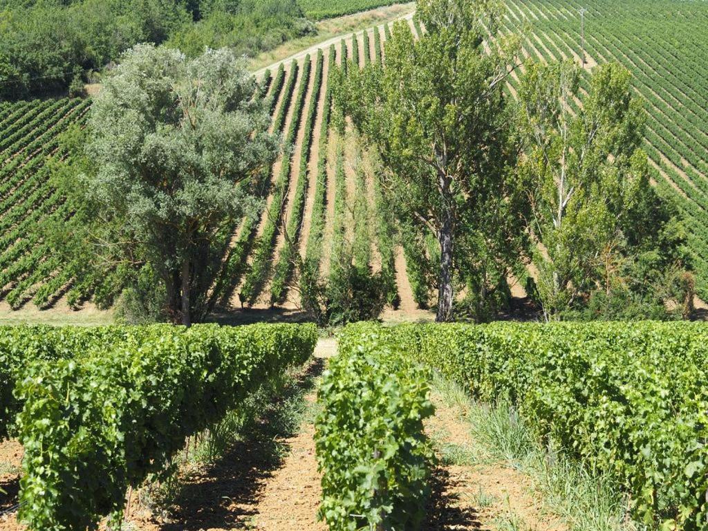 Le Mas De Doat, Gite De Charme 4 Etoiles Dans Le Triangle D Or Proche Gaillac Et Albi Senouillac المظهر الخارجي الصورة